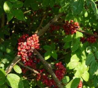 Žlutodřev americký - Zanthoxylum americanum