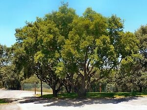 Dub portugalský - Quercus faginea (částečně stálezelený)