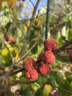 Kudránie, samice RANÁ - Cudrania tricuspidata
