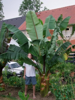 Ensete ventricosum, zelená forma, 30/40 cm