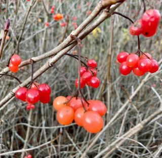 Kalina východní - Viburnum orientale