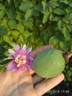 Mučenka pletní - Passiflora incarnata 40 cm