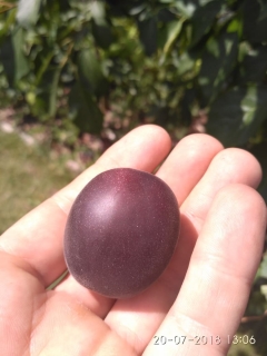 Černá meruňka - Prunus x dasycarpa 50 cm