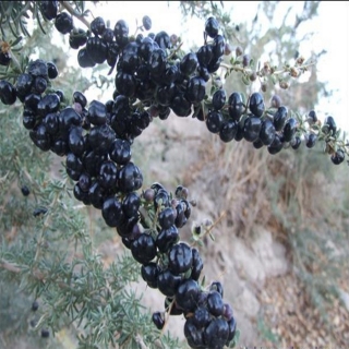 Kustovnice černá - Lycium ruthenicum - "Black goji"