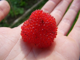 "Malinojahoda" - Rubus illecebrosus 