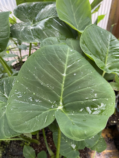 Xanthosoma sagittifolium - Elephant ear