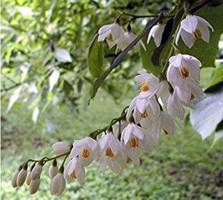 Sturač okrouhlolistý - Styrax obassia