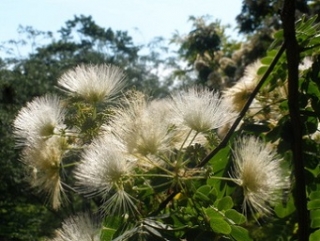 Albizia kalkora (=A. coreana)