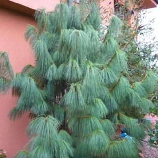 Borovice himálajská  - Pinus wallichiana
