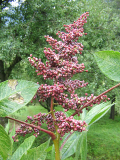 Škumpa paňdžábská - Rhus punjabensis