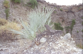 Nannorrhops ritchiana (dvouleté)