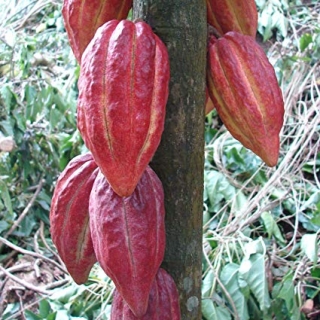 Kakaovník pravý "Criollo" - Theobroma cacao