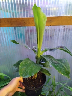 Musa acuminata Super Dwarf Cavendish 20/30 cm