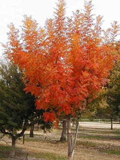 Řečík čínský - Pistacia chinensis