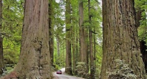 Sekvoj vždyzelená - Sequoia sempervirens