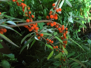 "Jahodová kopřiva" "Elite" - Debregeasia edulis 