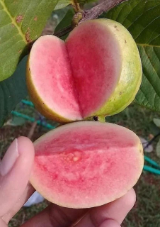 Kvajáva (s růžovou dužninou) - Psidium guajava