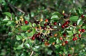 Višeň turecká (mahalebka) - Prunus mahaleb 