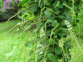 Anredera cordifolia, sadební hlíza 2 ks