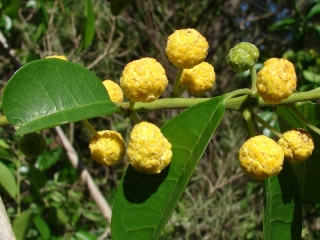 Žlutá kudránie - Cudrania (=Maclura) cochinchinensis