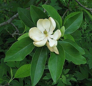 Magnolia virginiana - šácholan viržinský