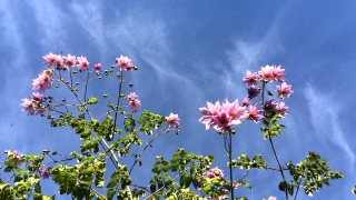 Jiřina královská - Dahlia imperialis, 40/60 cm